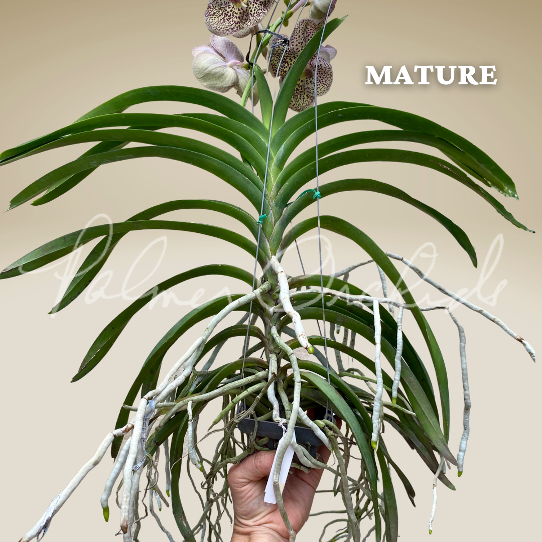 6C9656C6-50DC-413A-936D-70EADB85FE87