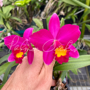 Ctt. Aussie Sunset-C. Virginia Dickey — Palmer Orchids
