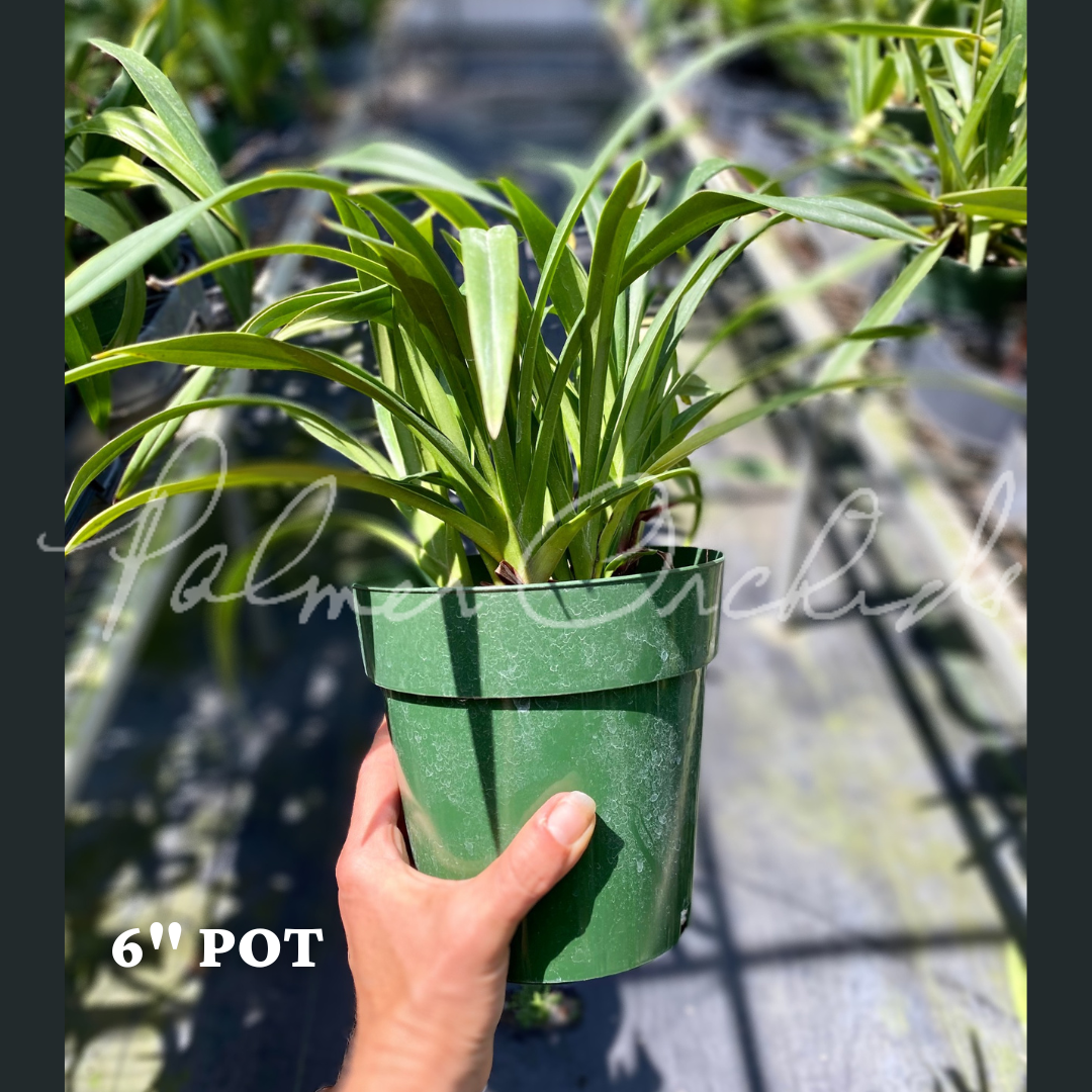 4723F265-5EB4-4BDE-B1EB-016E00086CAC