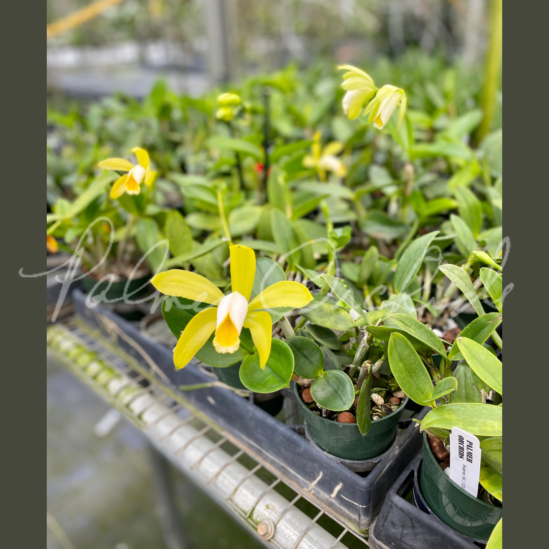 Cattleya forbesii - Palmer Orchids