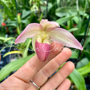 Phrag. Cape Sunset — Palmer Orchids