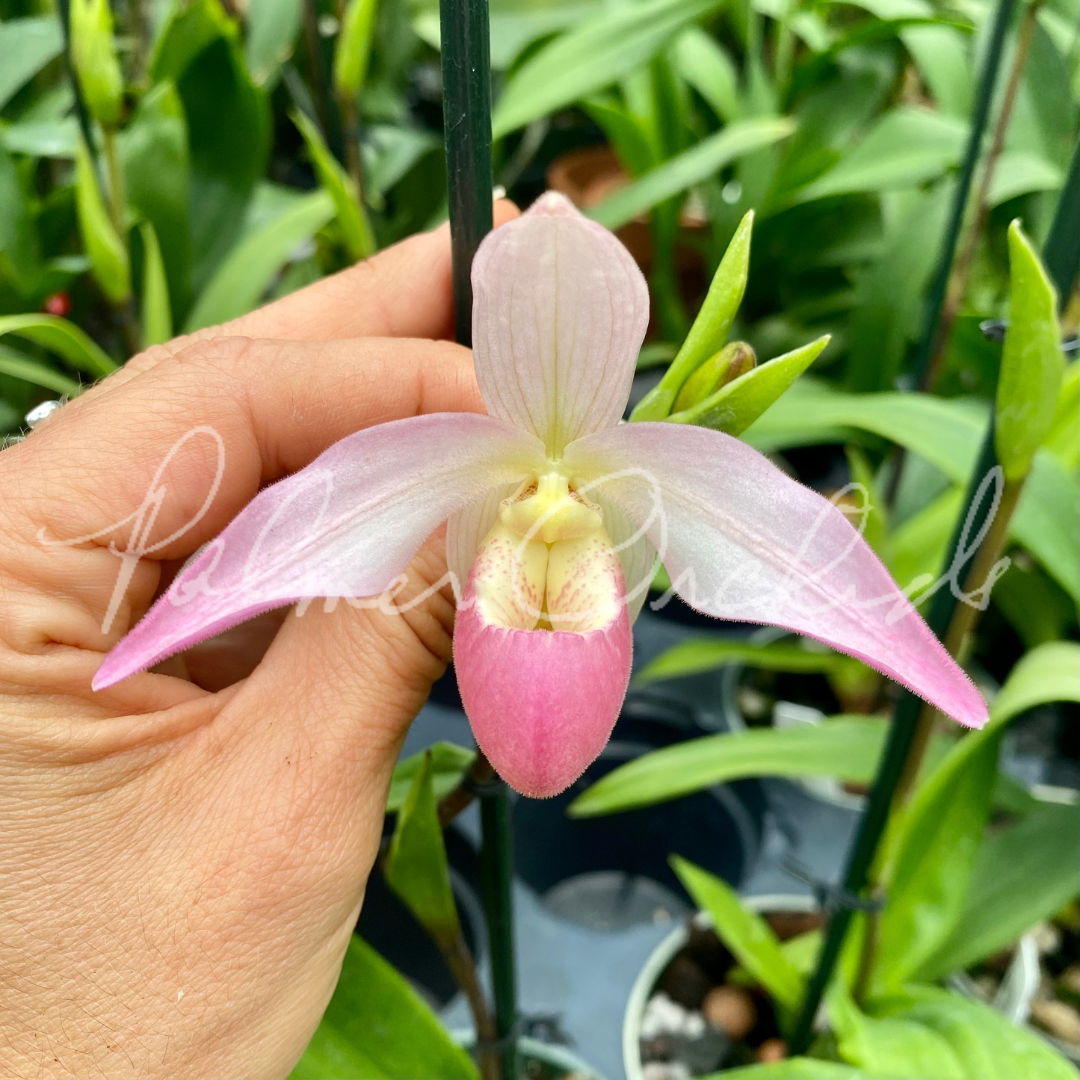 C224A926-5C5F-41A5-8746-C68650241BAD