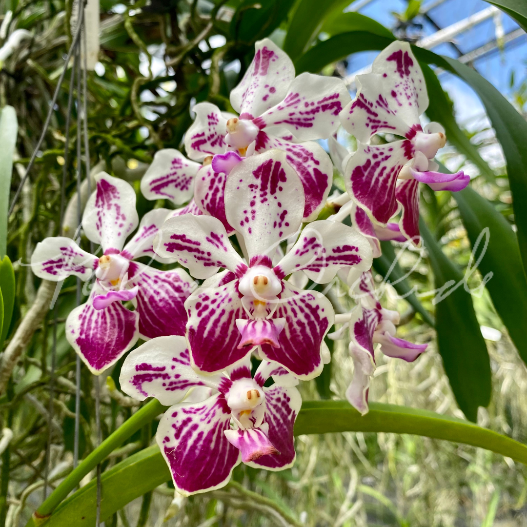 8C905CDF-1CB9-4DAF-B4E9-0EABAC978BB5