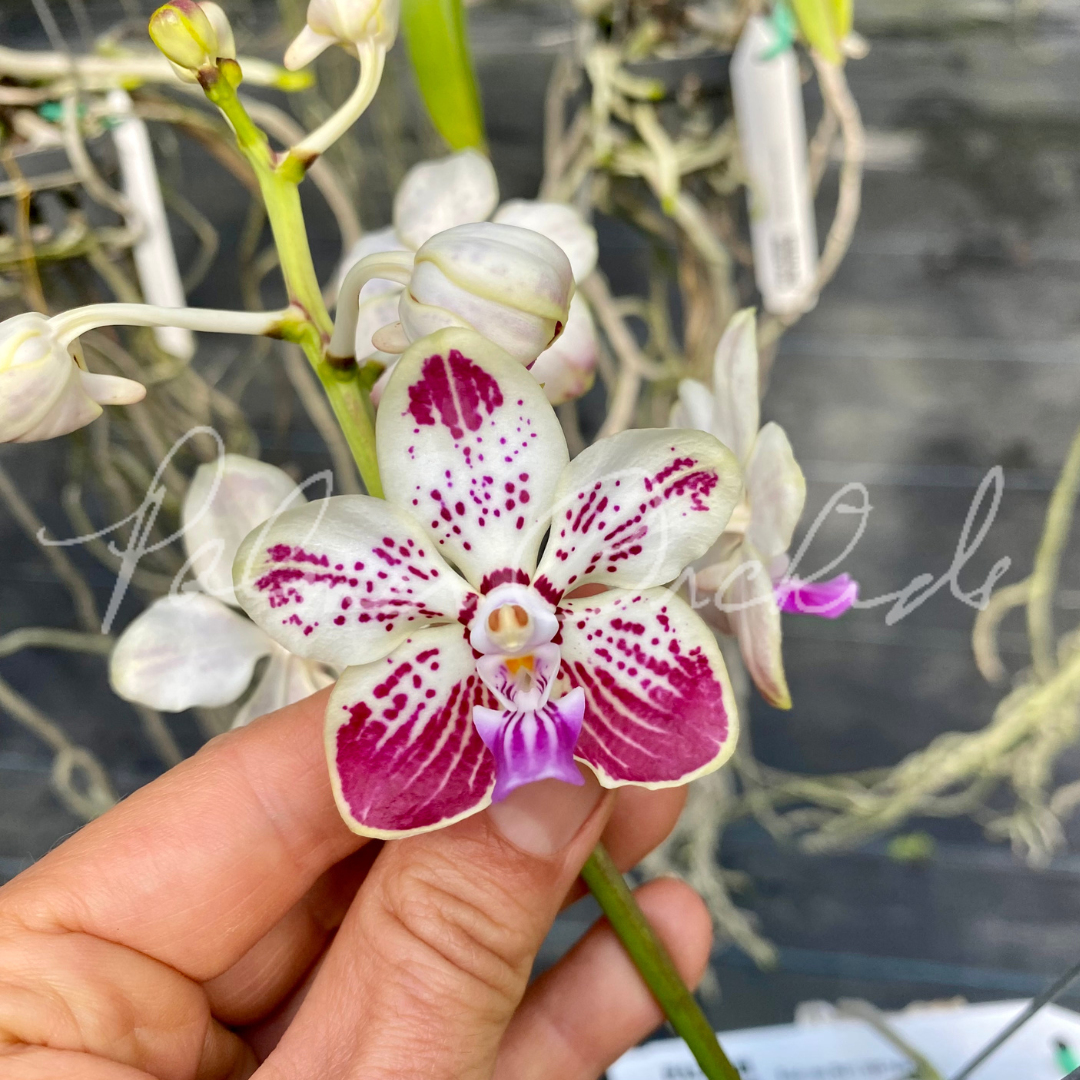 9BA3AADB-F2FC-4B77-A672-2F8401E931AE