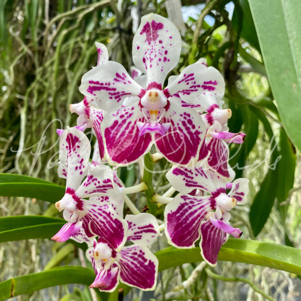 Vanda Saidah Nafisah — Palmer Orchids