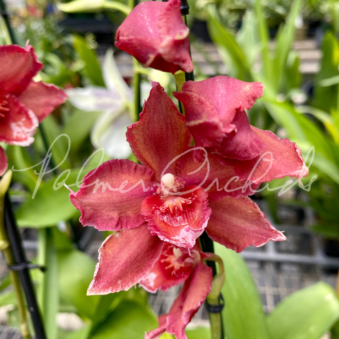 AB24A79E-DD0A-4EB8-AAF5-CC5207A3021C