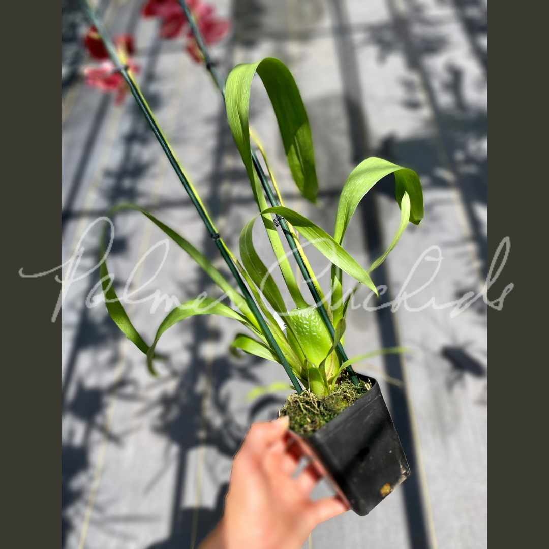 30DFC9F0-2AE6-4E81-8E43-D00057514CEE