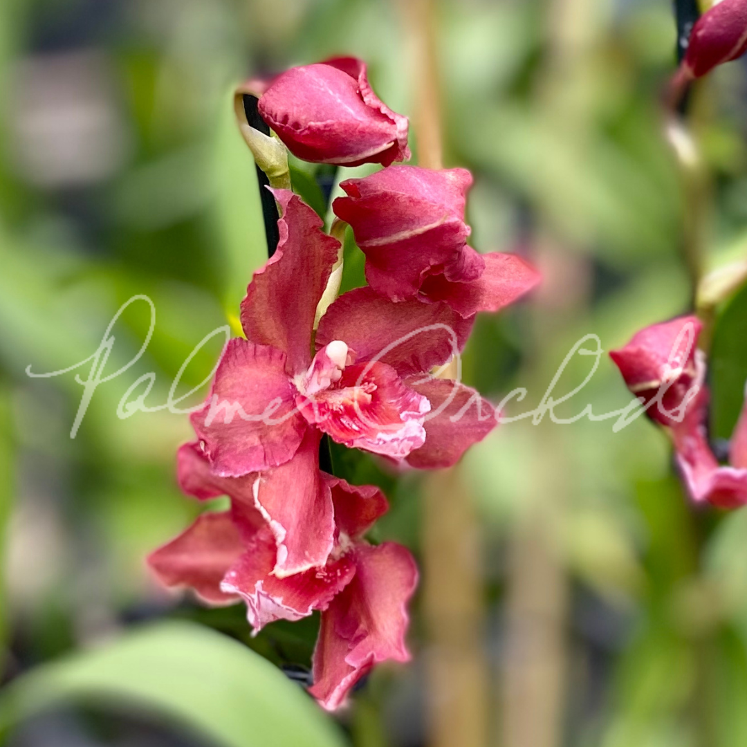 A26087AB-FBA3-455D-82DF-FCD2174BACA1