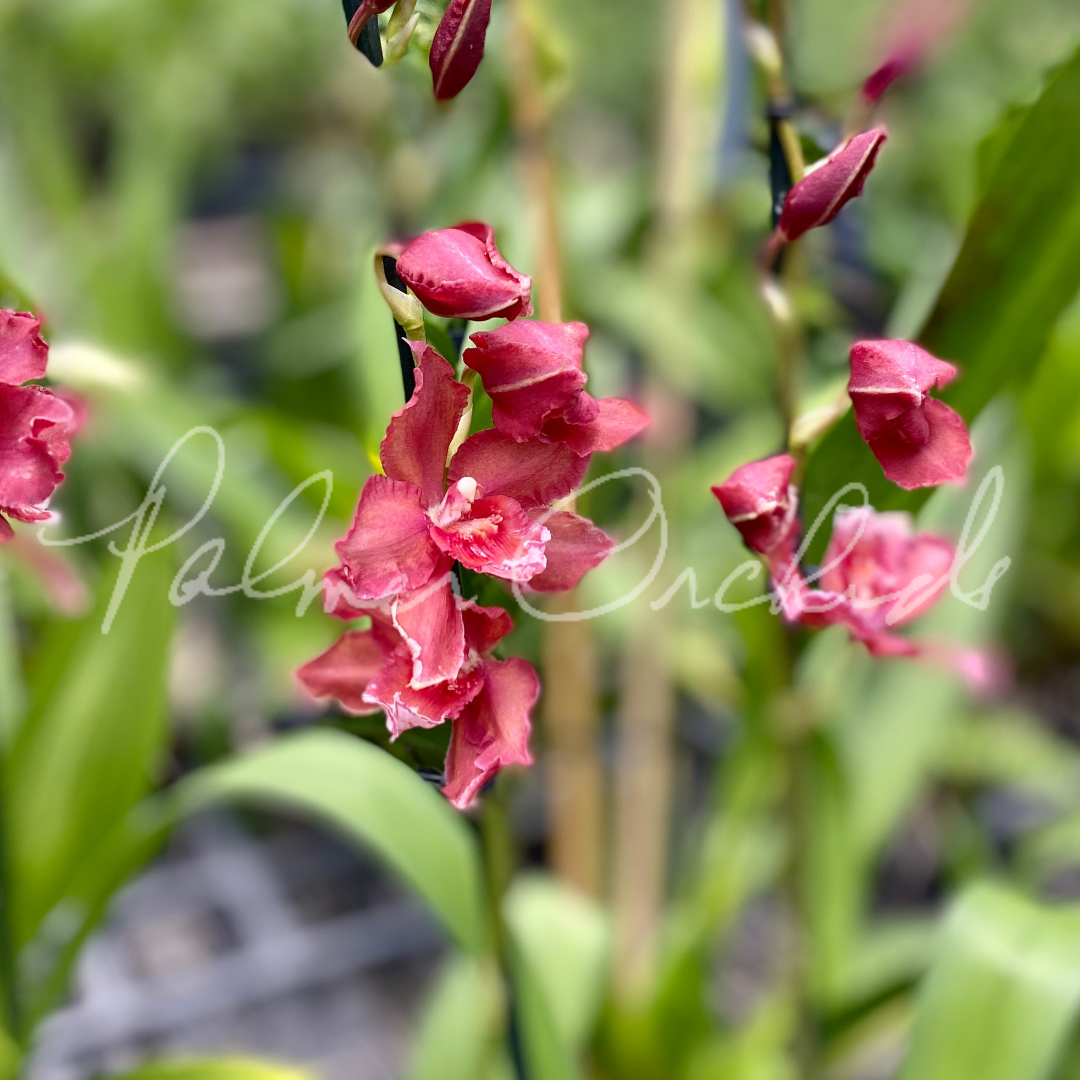 A6B3814F-EA98-410C-B61D-DAF4533BEC43