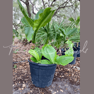 Dieffenbachia 'Wilson's Millionaire' — Palmer Orchids