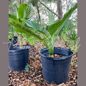 Dieffenbachia 'Wilson's Millionaire' — Palmer Orchids