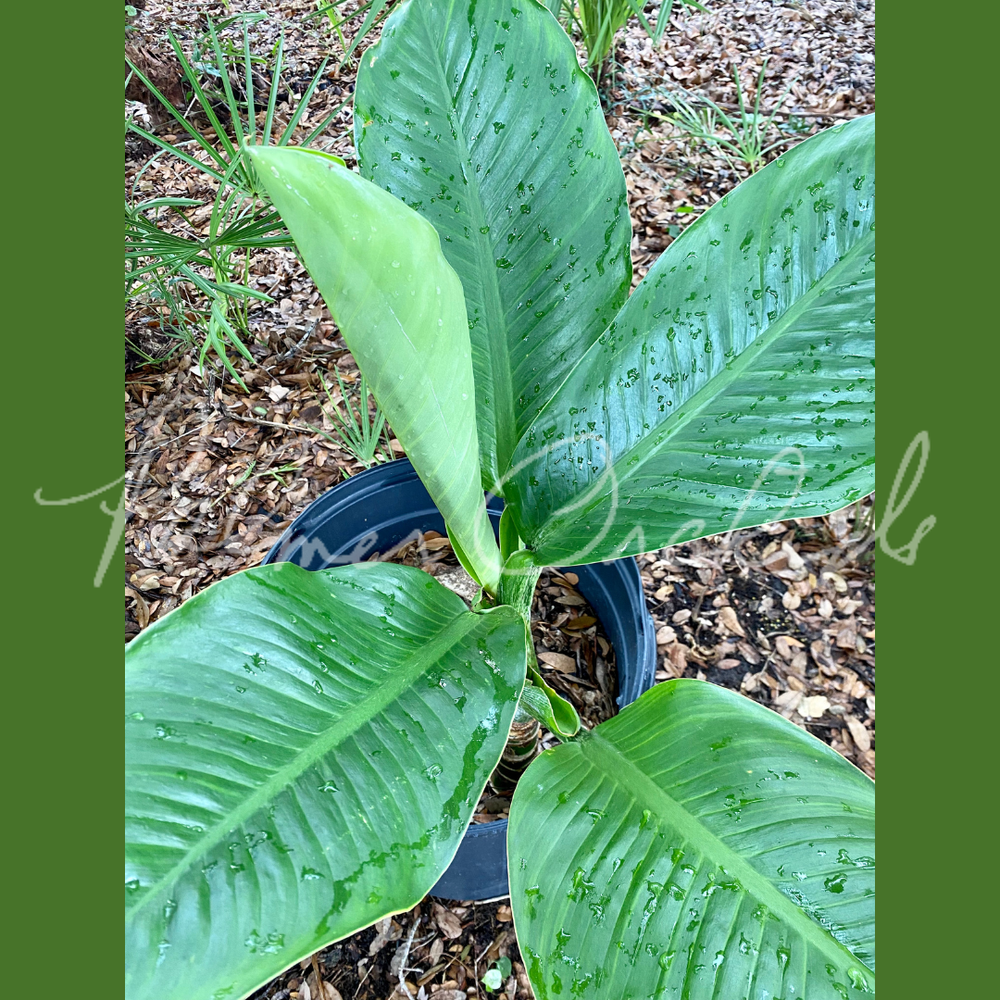 その他観葉植物 Dieffenbchia Millionaire Vinson Dieffenbachia 'Wilson's Millionaire' — Palmer Orchids