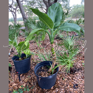 その他観葉植物 Dieffenbchia Millionaire Vinson その他観葉植物 Dieffenbchia Millionaire Vinson Dieffenbachia