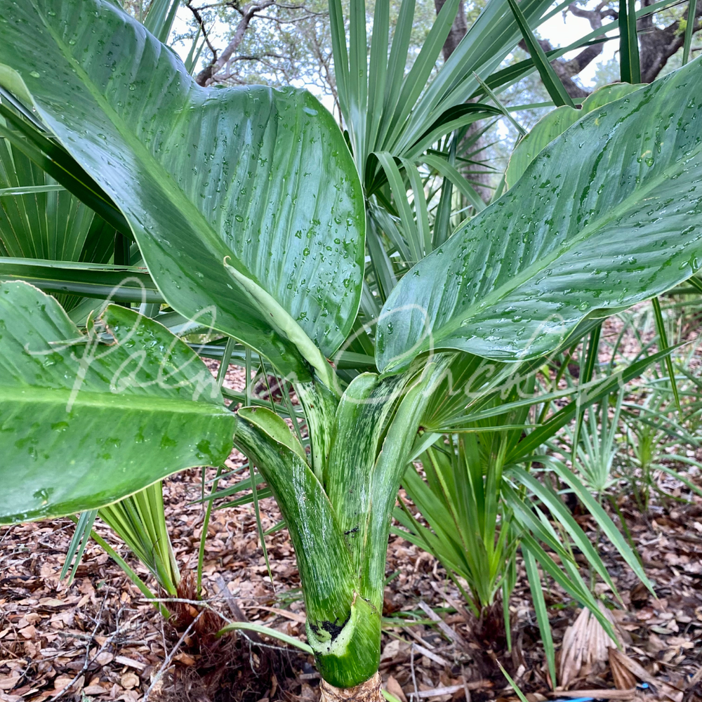 その他観葉植物 Dieffenbchia Millionaire Vinson その他観葉植物 Dieffenbchia Millionaire Vinson Dieffenbchia