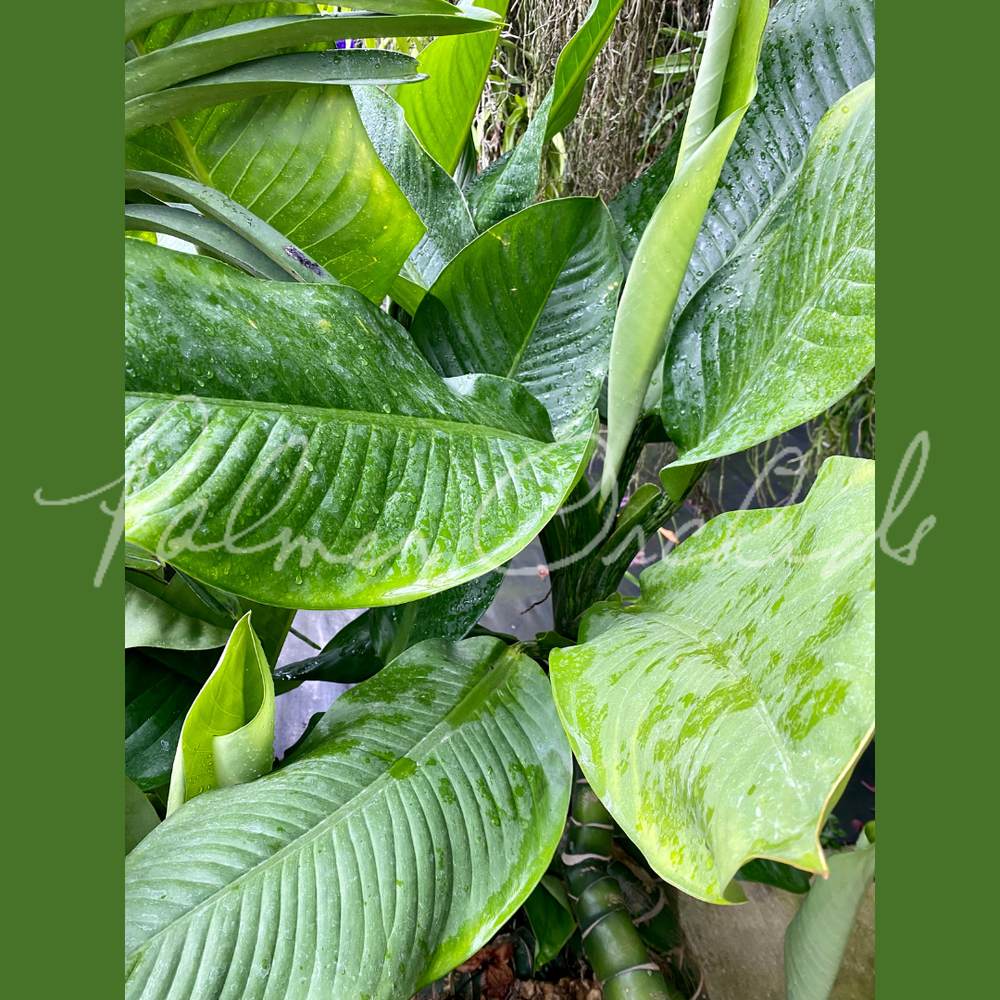 その他観葉植物 Dieffenbchia Millionaire Vinson Dieffenbachia 'Wilson's Millionaire' — Palmer Orchids