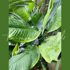 その他観葉植物 Dieffenbchia Millionaire Vinson Dieffenbchia Millionaire Vinson