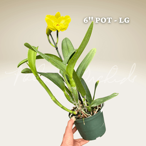 Rlc. Andean Treasure — Palmer Orchids