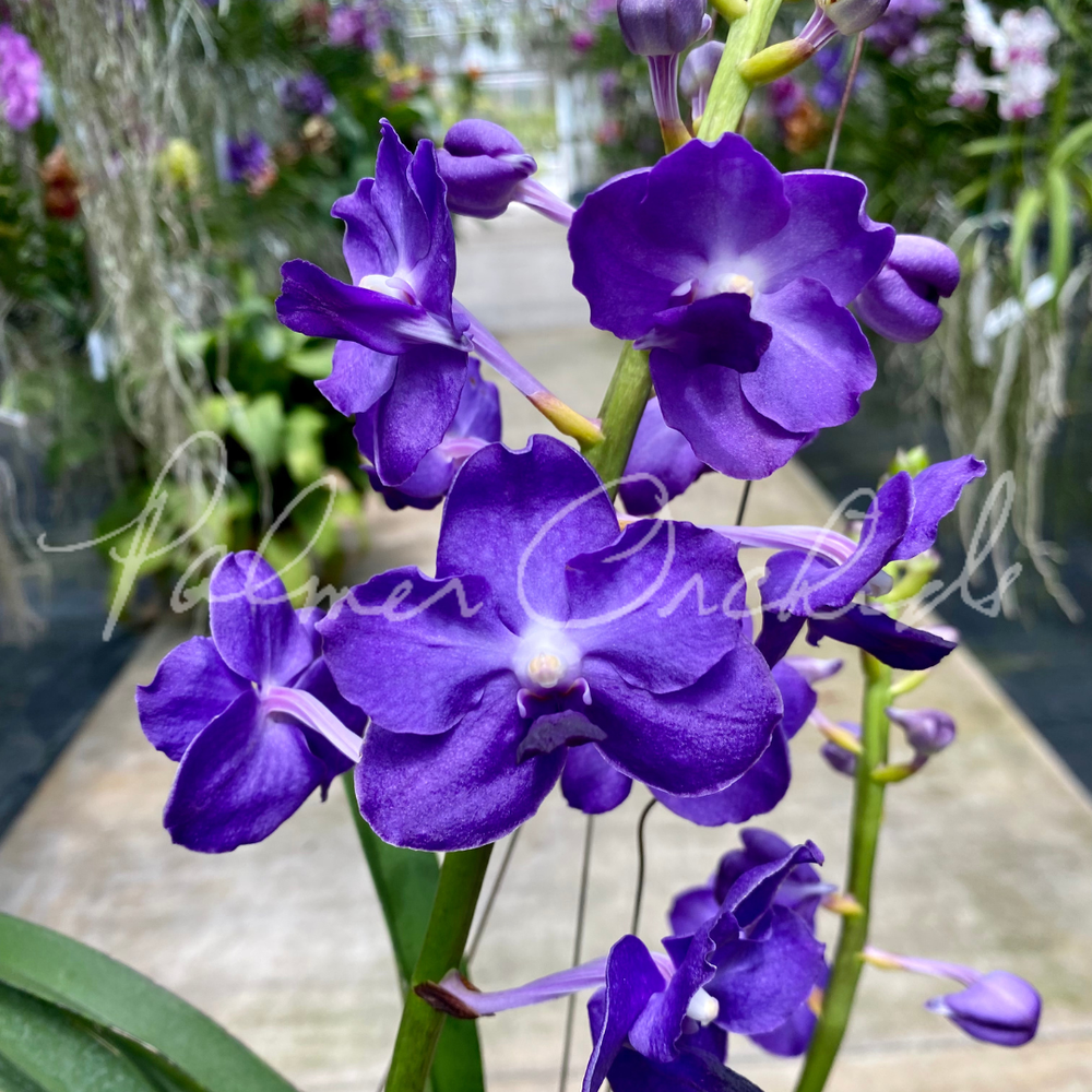 Van. Ploenpit Blue — Palmer Orchids