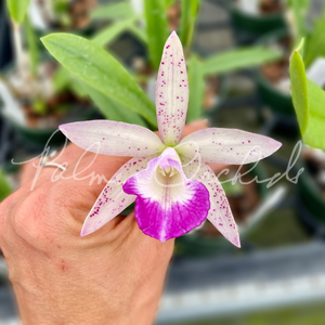 purplekiss スアン　ポラロイド Bc. Spotted Clown — Palmer Orchids