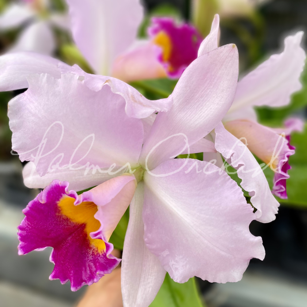 Rth. Shinfong Jack — Palmer Orchids