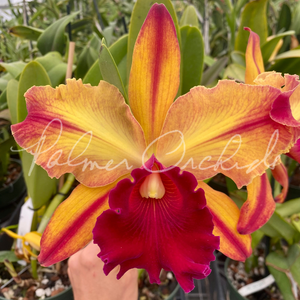 Rlc. Toshie Aoki 'Pizzazz' — Palmer Orchids