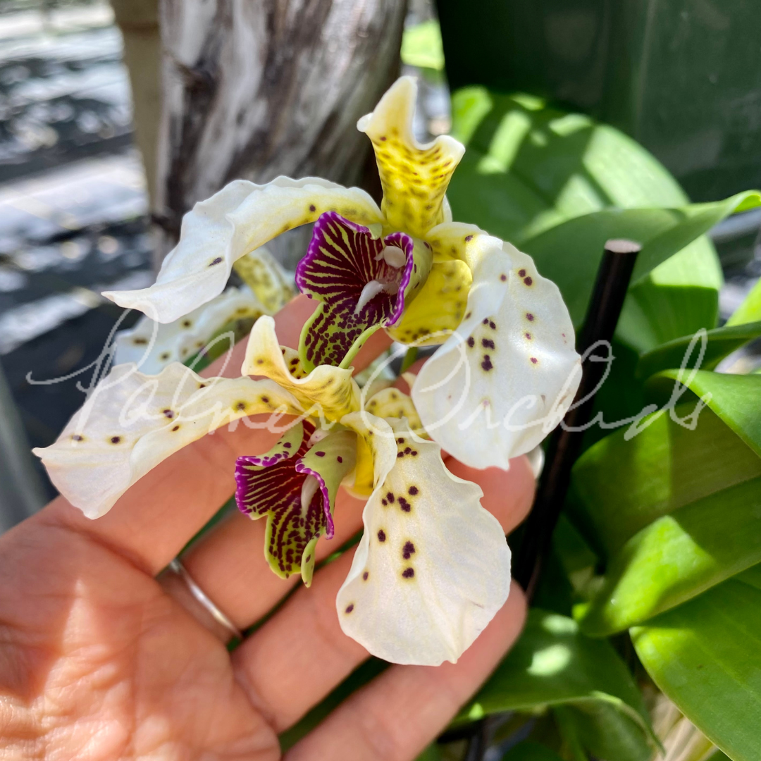 5D889173-D236-4757-BBF6-4A78864FF6A8