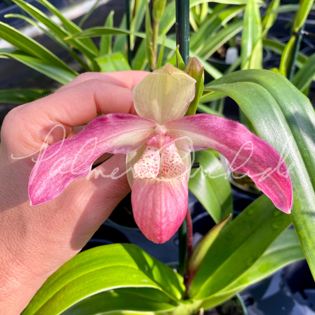 B42297B1-CECF-47CC-8A0C-ED4691801552