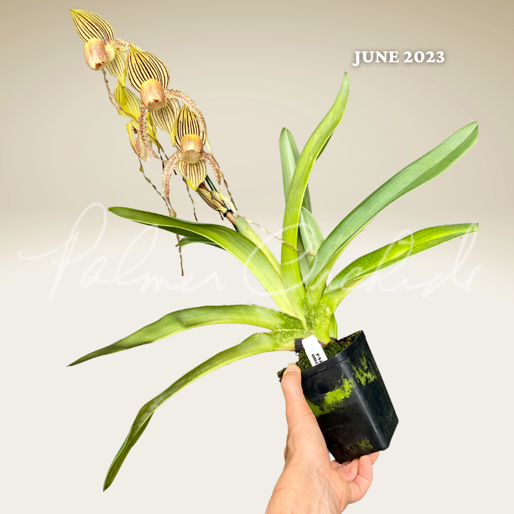 Paph. rothschildianum x Yang-Ji Hawk — Palmer Orchids