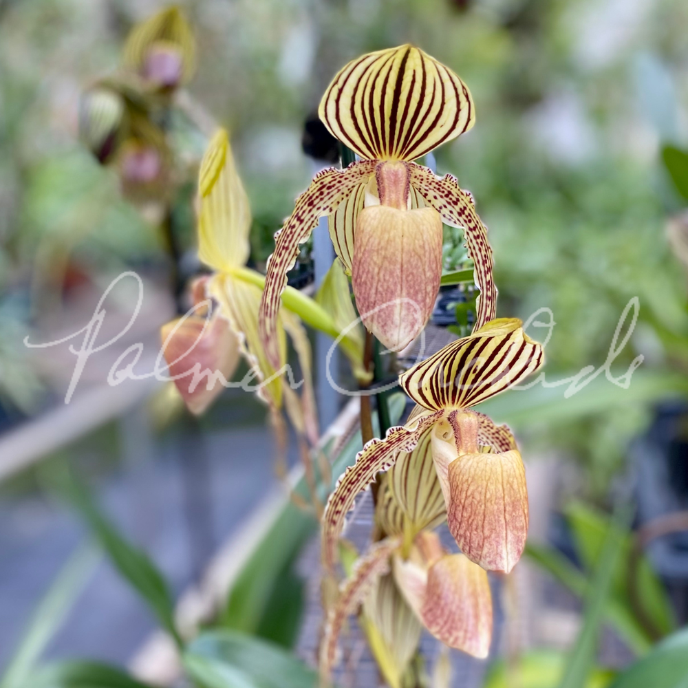 Paph. rothschildianum x Yang-Ji Hawk — Palmer Orchids