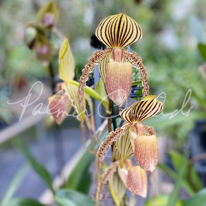 Paph. rothschildianum x Yang-Ji Hawk — Palmer Orchids