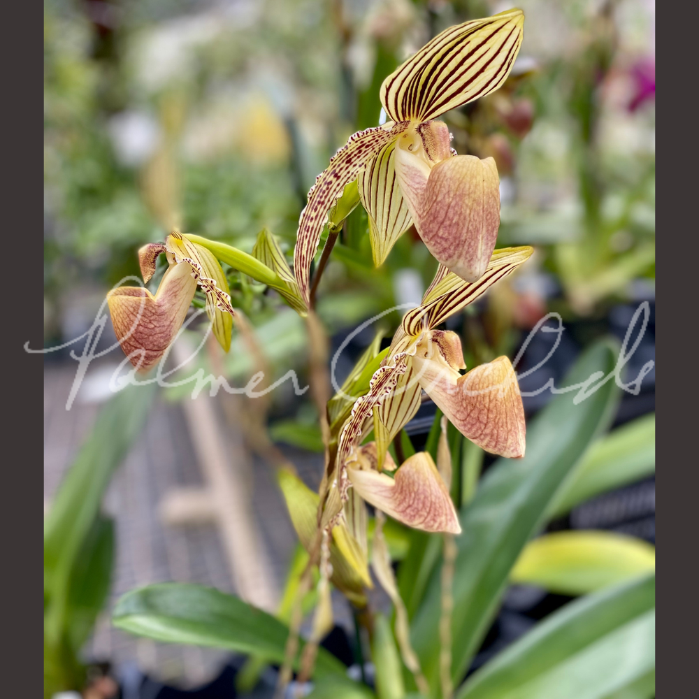 Paph. rothschildianum x Yang-Ji Hawk — Palmer Orchids