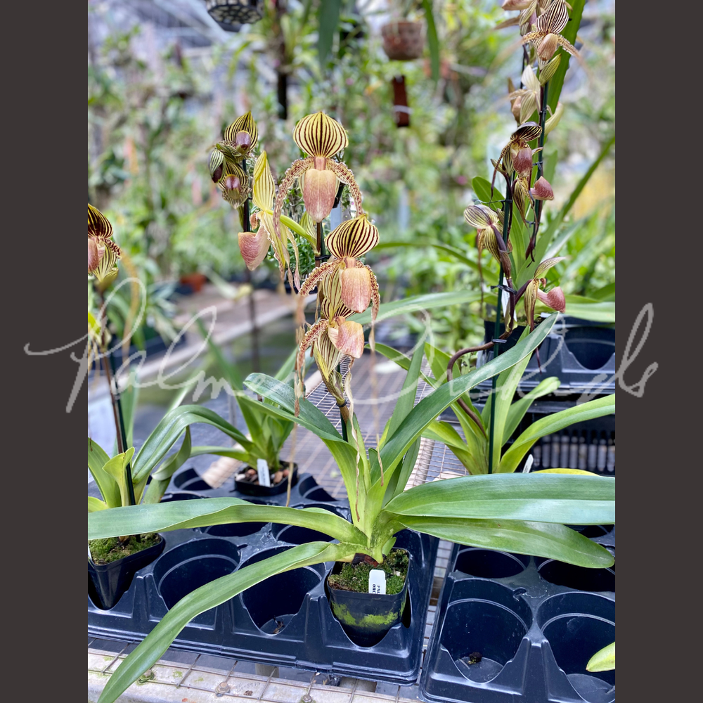 Paph. rothschildianum x Yang-Ji Hawk — Palmer Orchids