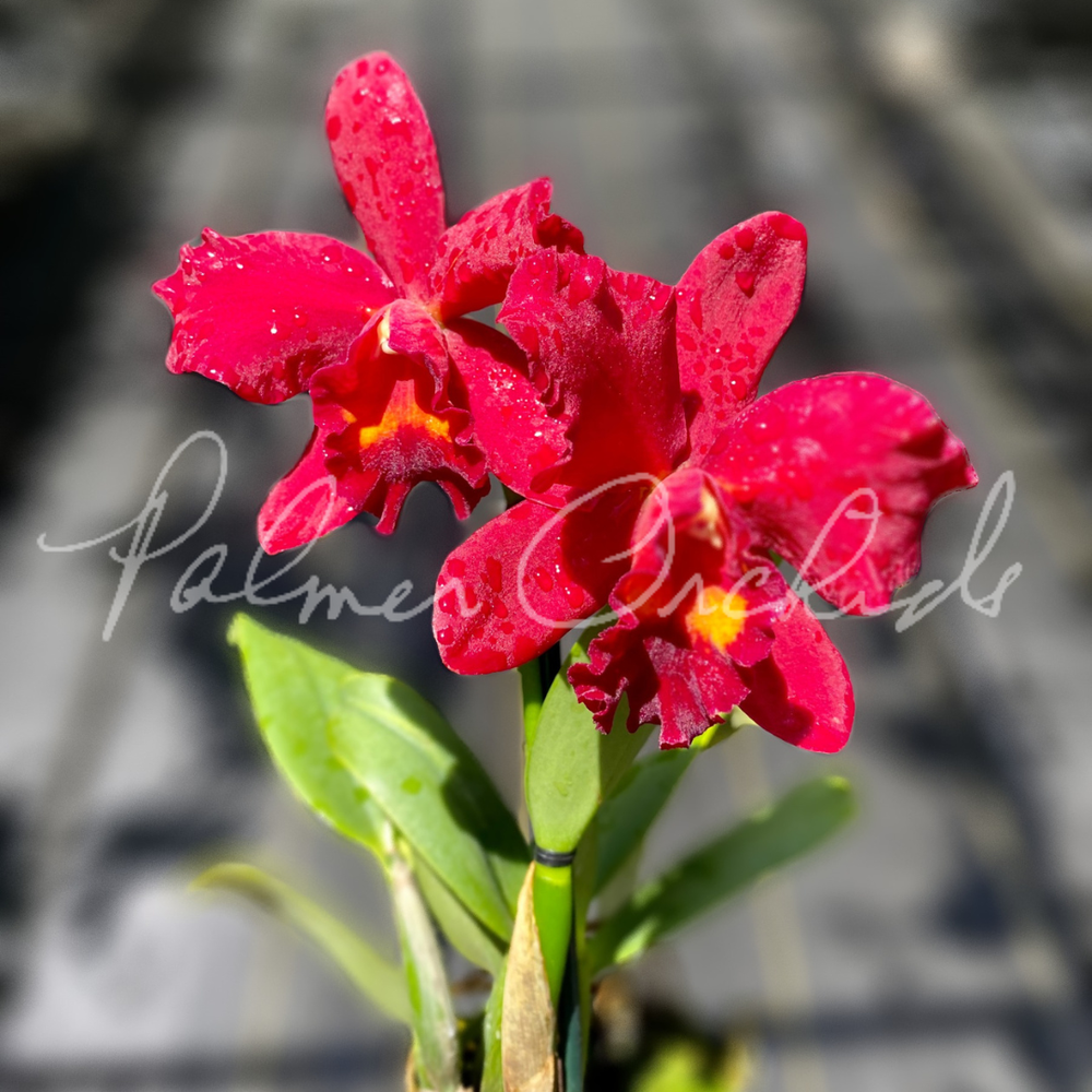 レア 1975 Floral Poem  サンリオ ドレッサー フローラルポエム レア 1975 Floral Poem サンリオ ドレッサー フローラルポエム Amazon