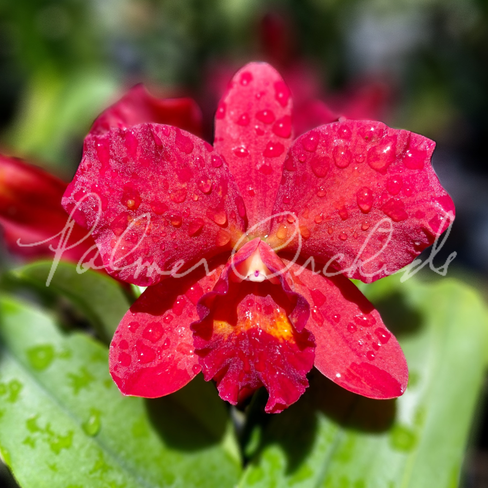 Rlc. Precious Sweetheart — Palmer Orchids