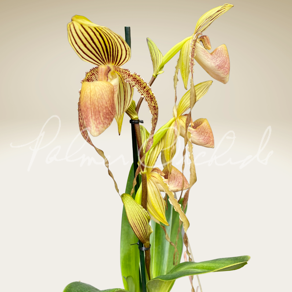 Paph. rothschildianum x Yang-Ji Hawk — Palmer Orchids