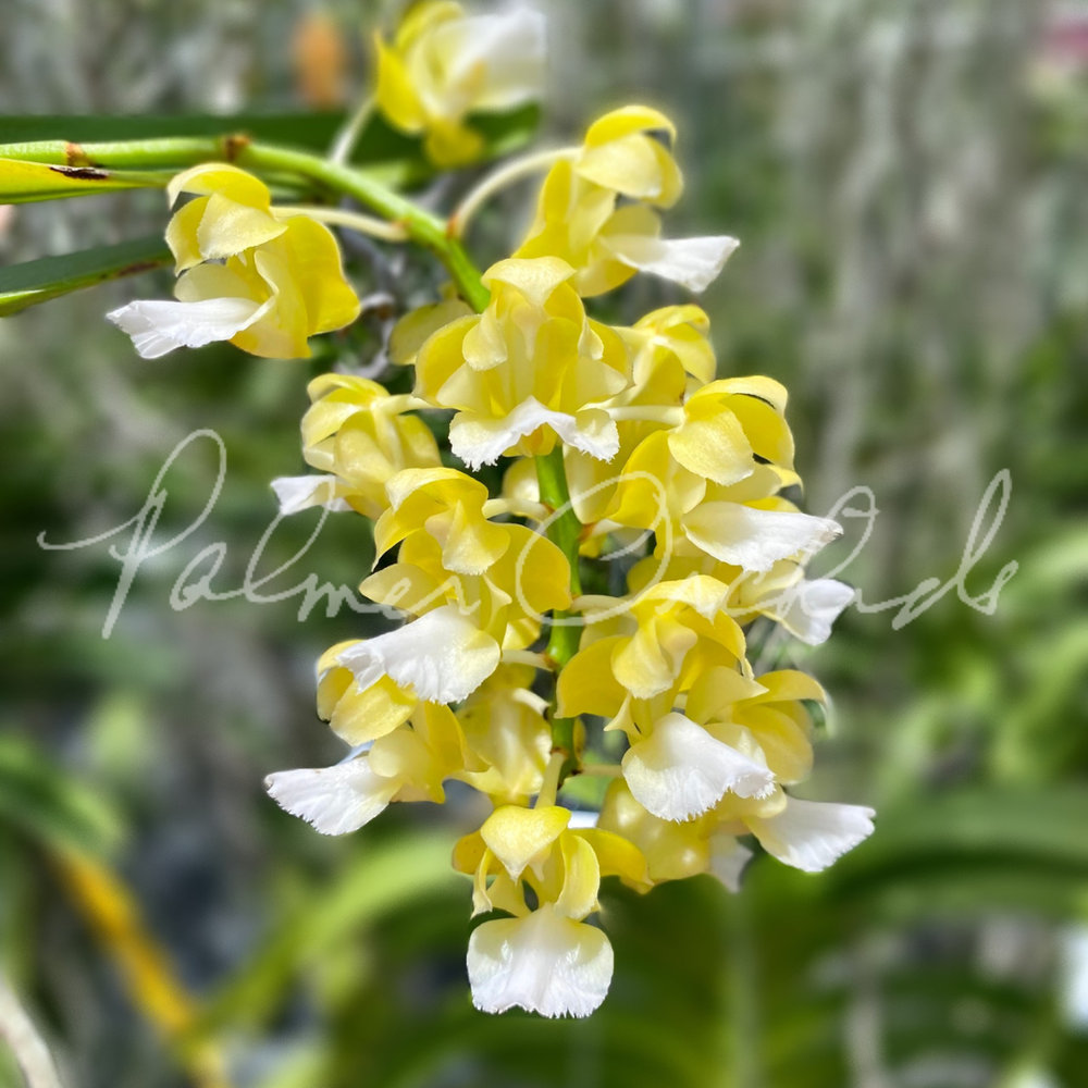 Aerides houlletiana v. alba — Palmer Orchids