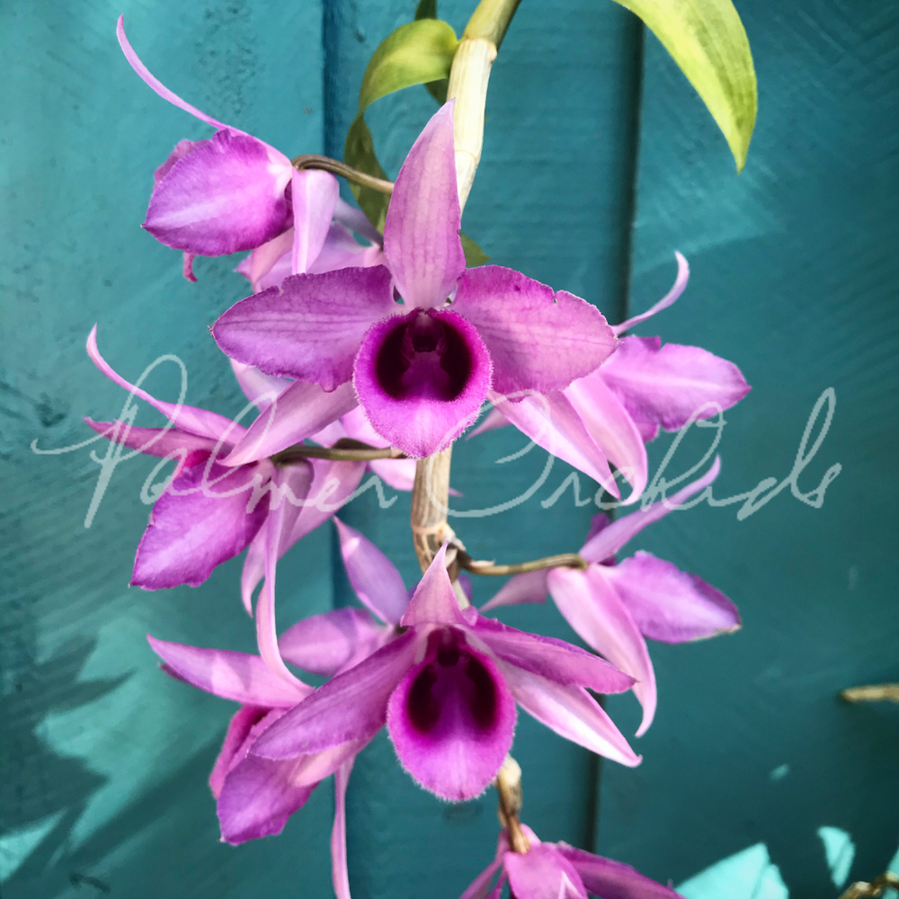 Dendrobium anosmum (4N) — Palmer Orchids