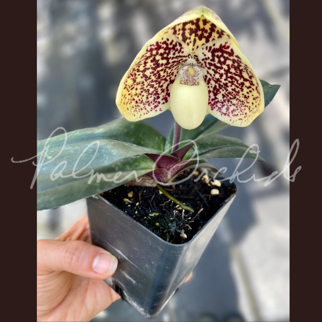 BAB0F779-3CEF-4F2B-885F-0724D10E752B