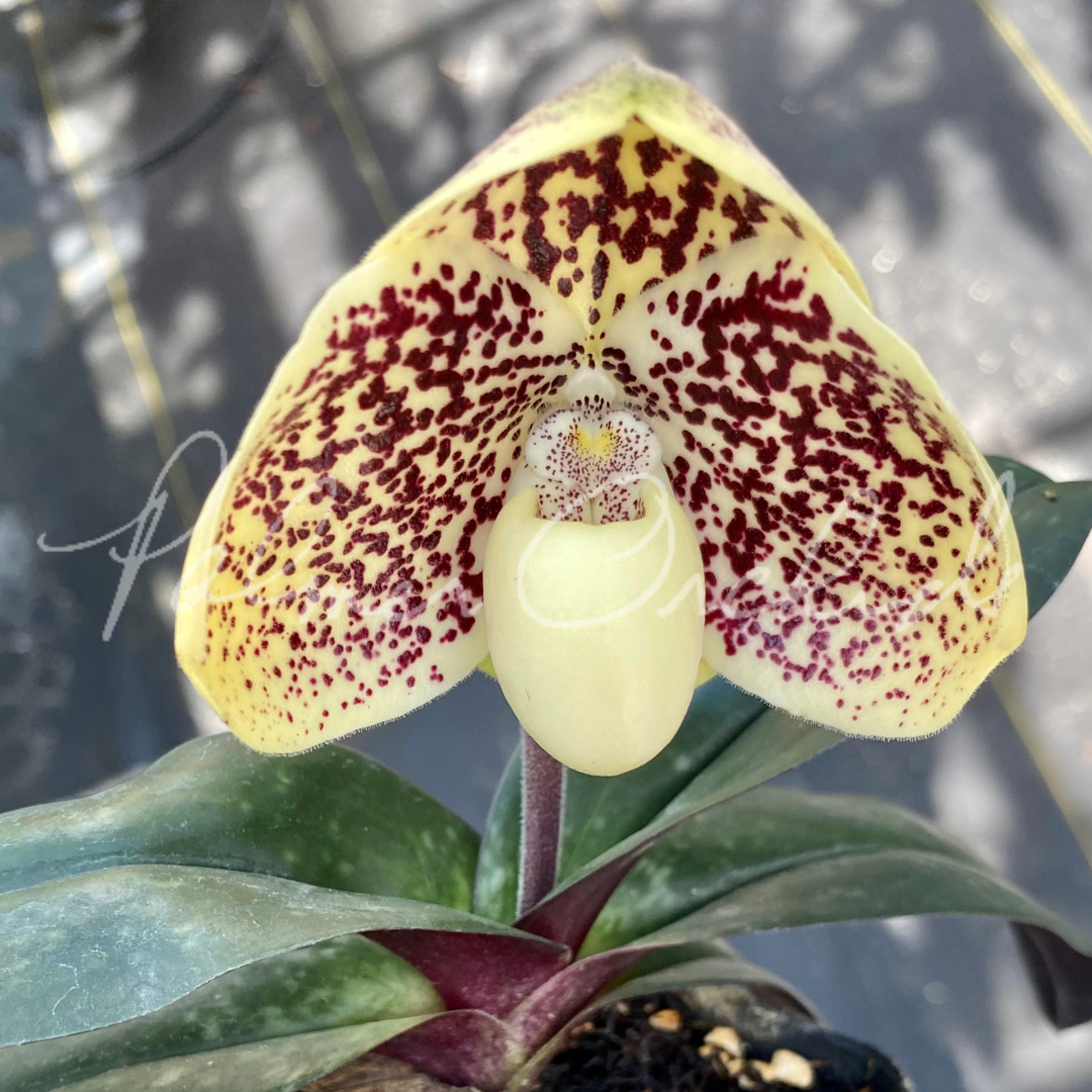 5AC0428C-D578-43BD-A4D6-9FEC9DC391DB