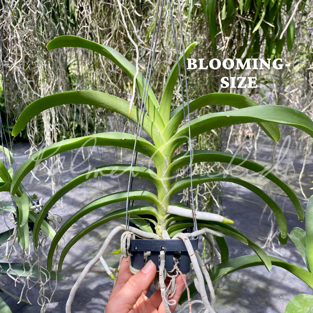 B39CA4DB-1F74-4DFD-8FFF-1A152A835E15