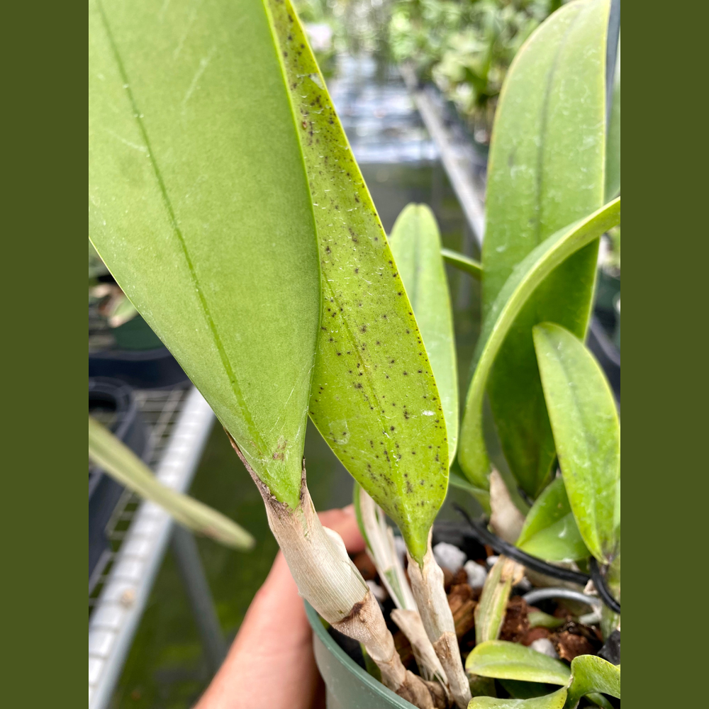 Cattleya Atlanta — Palmer Orchids