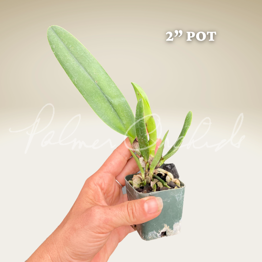 オーダー分≫≫≫ちゃおり様 Rlc. Toshie Aoki 'Pizzazz' — Palmer Orchids