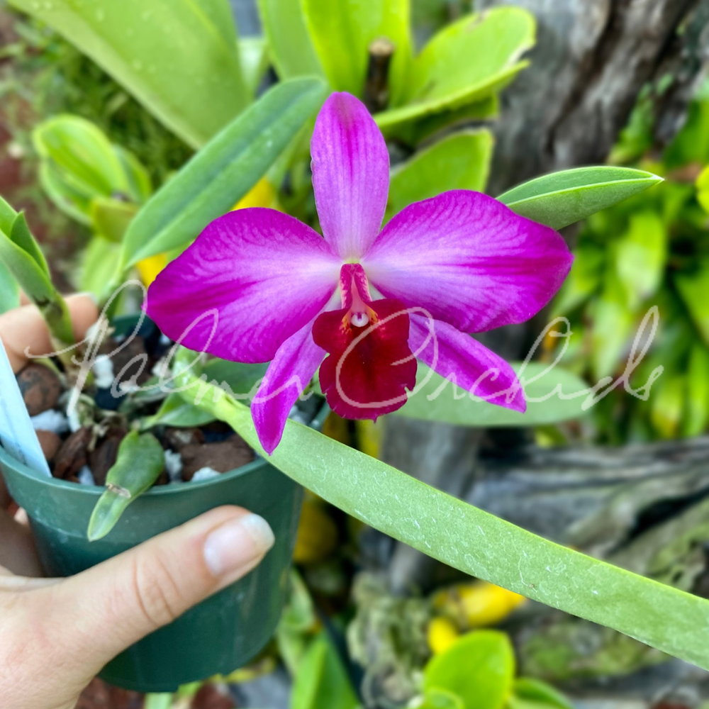 Rlc. Lebenkreis-C. Virginia Dickey — Palmer Orchids