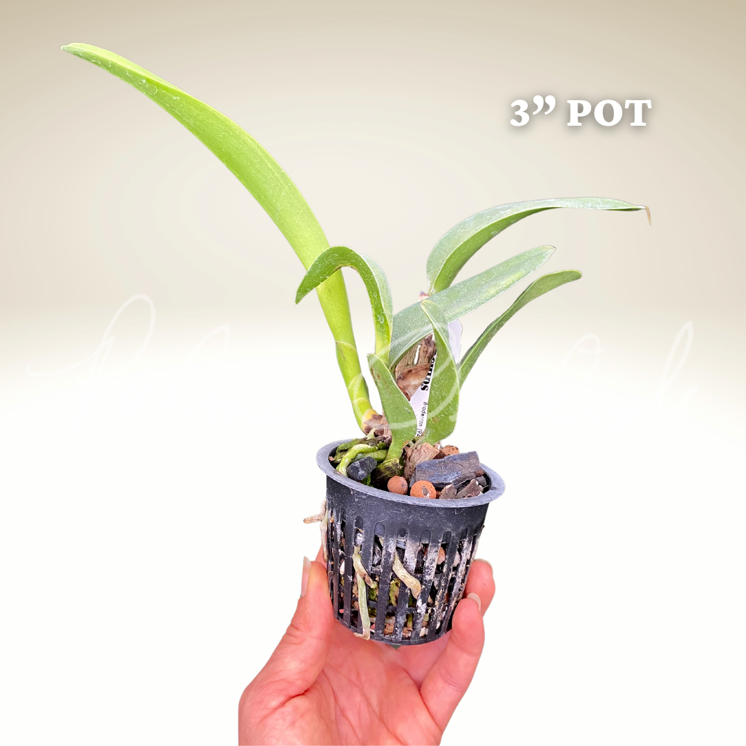 ACE43D97-0508-4768-BF4C-C0240EA88D04