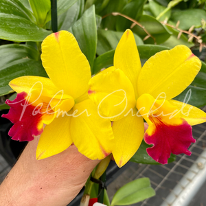 Ctt. Tropical Aurora-Rlc. Little Toshie — Palmer Orchids