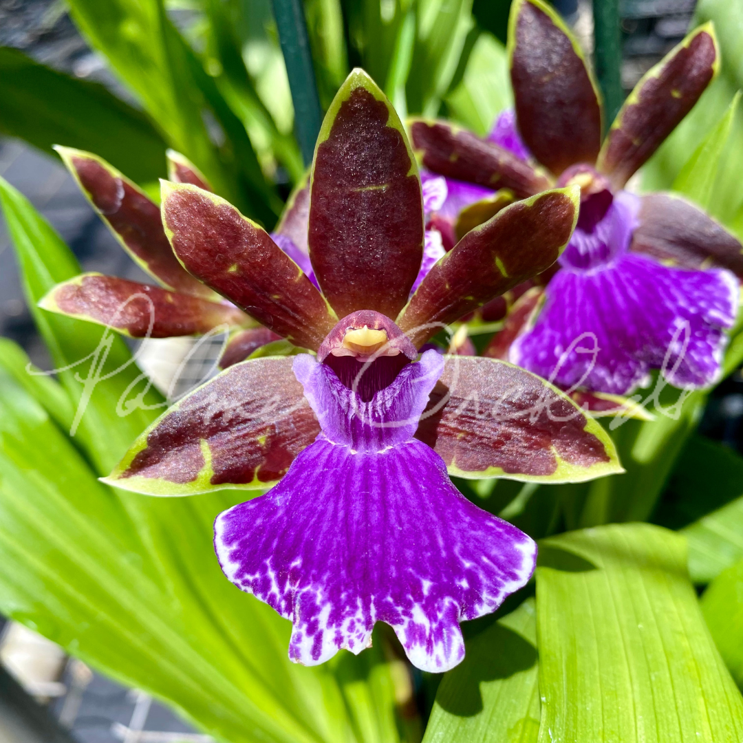 Zygo. Jumpin Jack — Palmer Orchids
