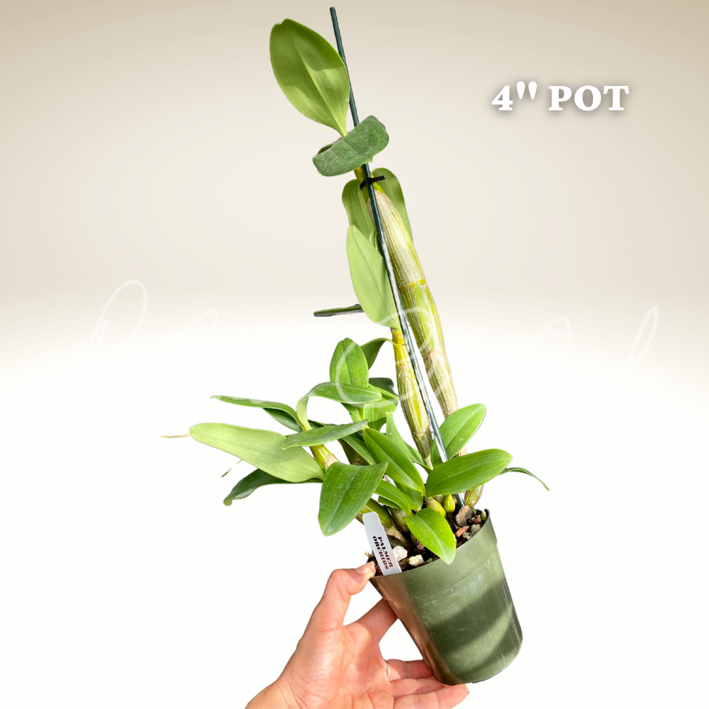 Dendrobium spectabile — Palmer Orchids