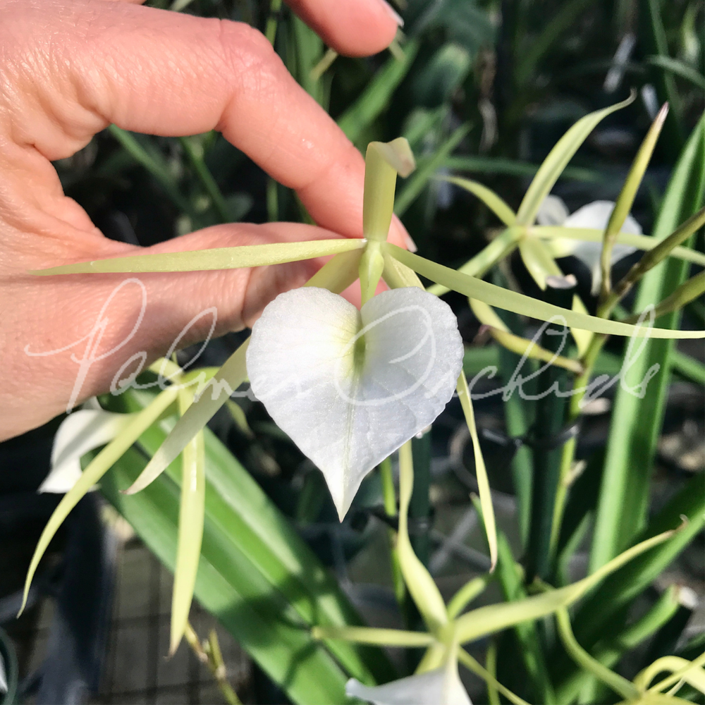 B. Little Stars — Palmer Orchids