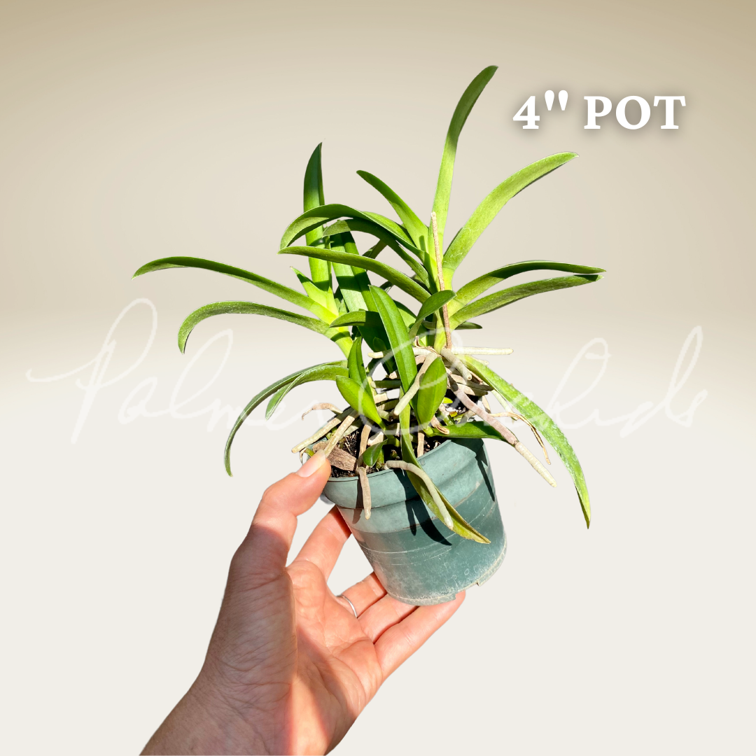 8F24E13C-C3A4-4B5B-B08A-5A838AEF8862