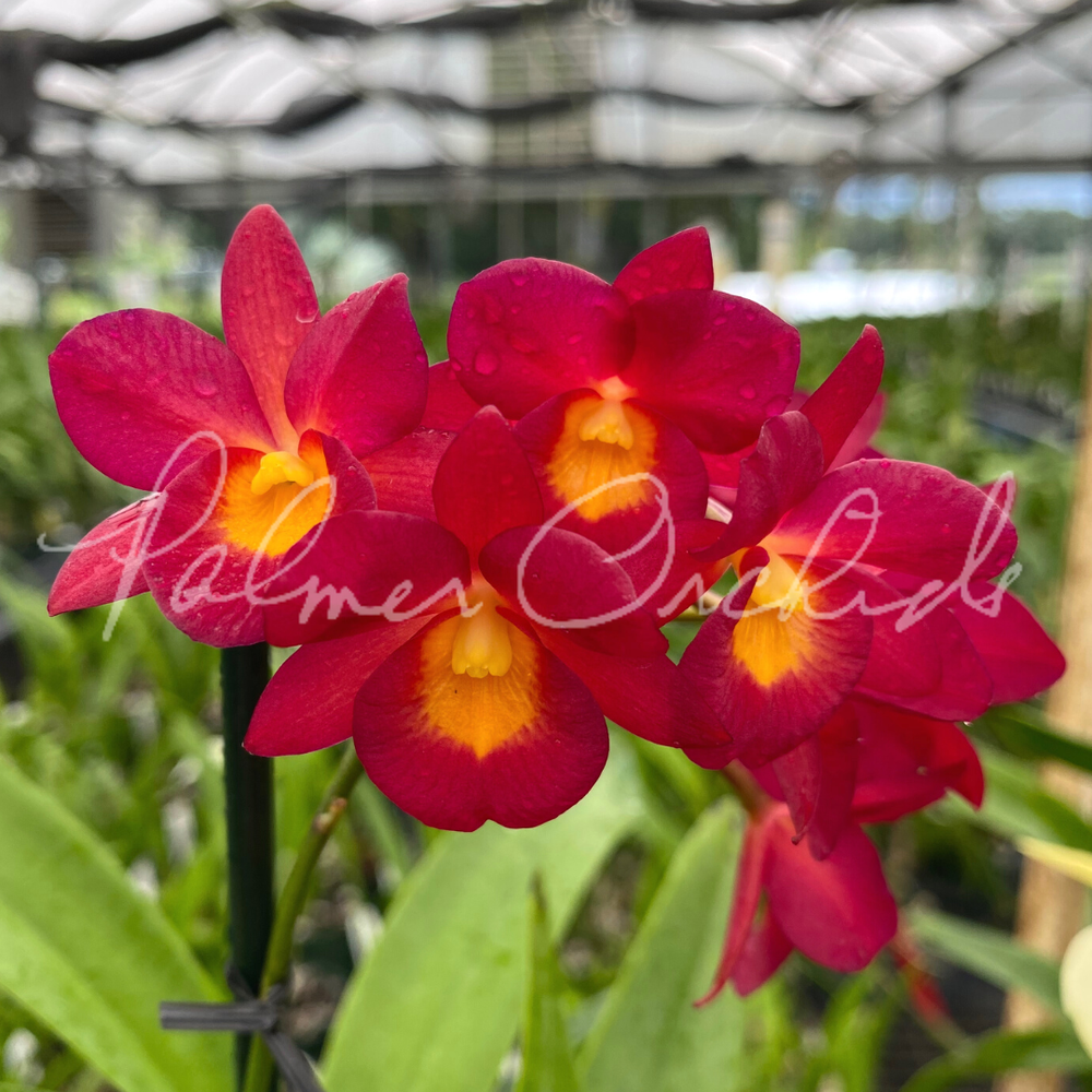 Plumeria CENDANA EMAS カット苗 Plumeria CENDANA EMAS カット苗 Plumeria CENDANA EMAS カット苗 米国